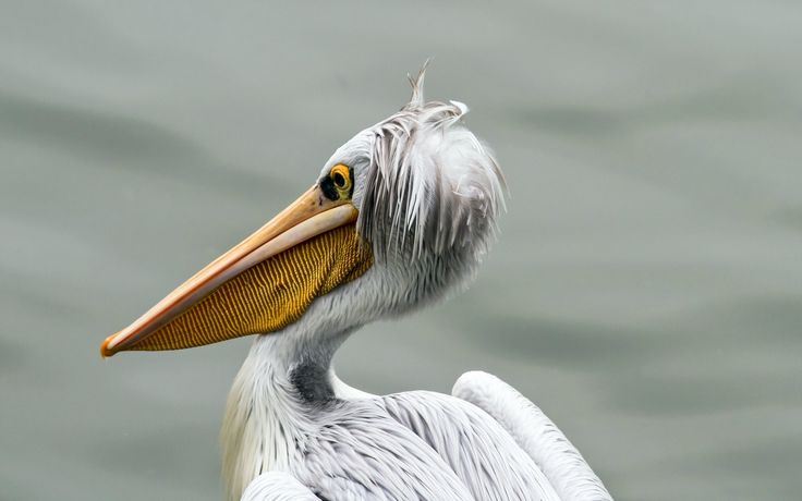 Pelican